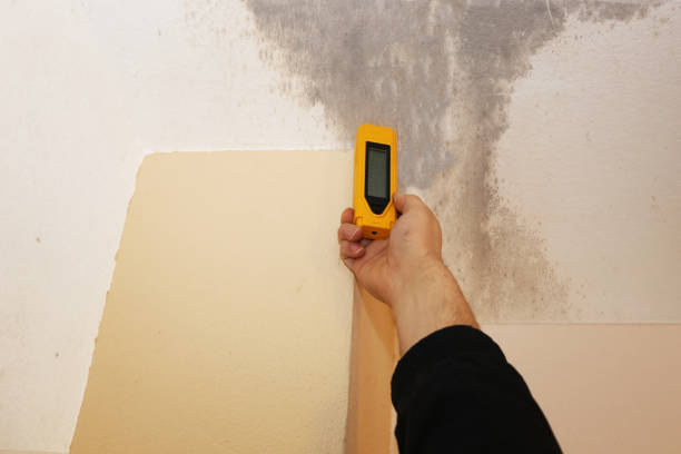 Professional Mold Removal in Kermit, TX