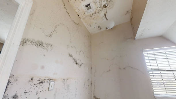 Best Asbestos and Lead Testing During Mold Inspection  in Kermit, TX