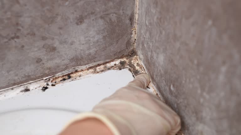 Best Mold Prevention Services  in Kermit, TX
