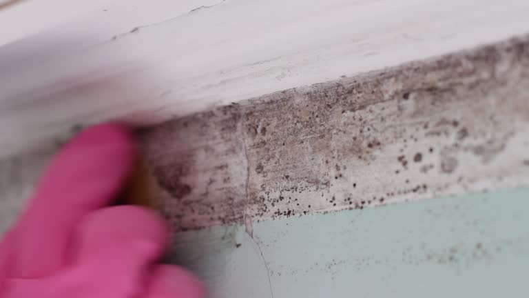 Best Mold Damage Restoration  in Kermit, TX